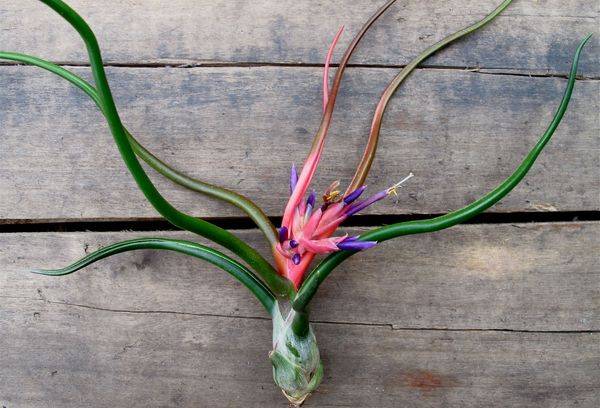 Tillandsia kāts