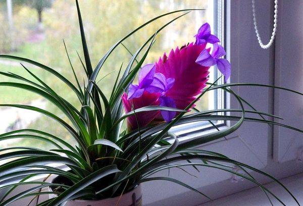 Tillandsia katlā uz palodzes