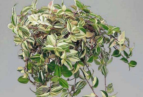 Tradescantia ar nokaltušām lapām