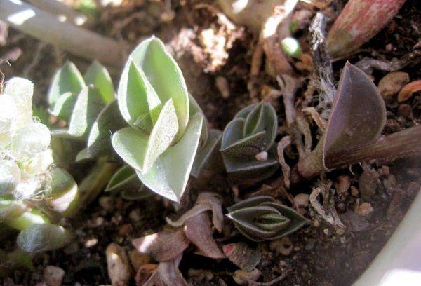 Tradescantia ar nokaltušām lapām