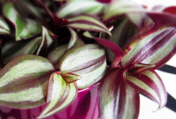 Zebrai līdzīga tradescantia (zebrina)