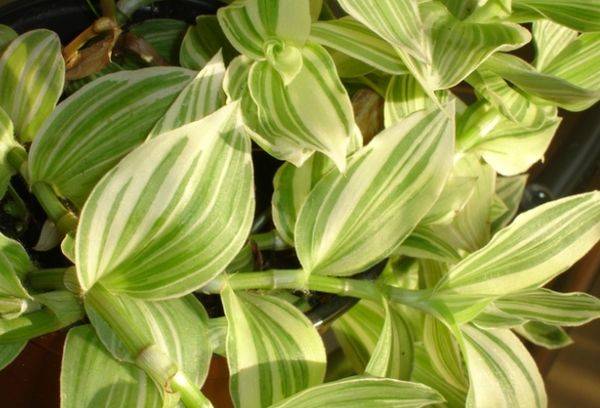 Tradescantia
