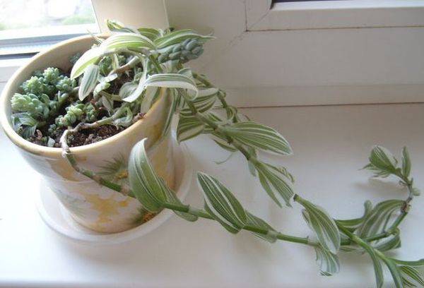 Tradescantia uz palodzes