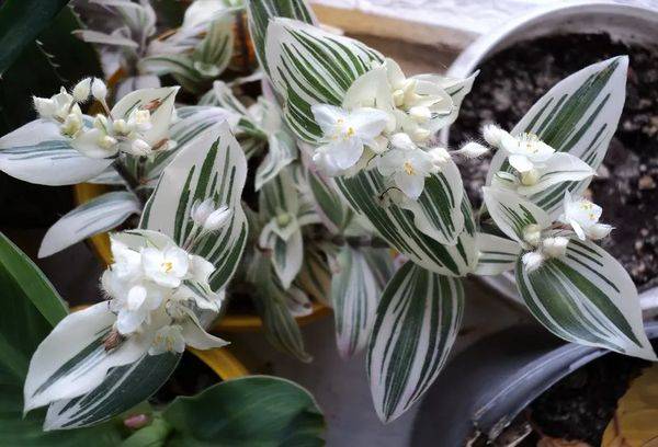 Baltas ziedu tradescantia