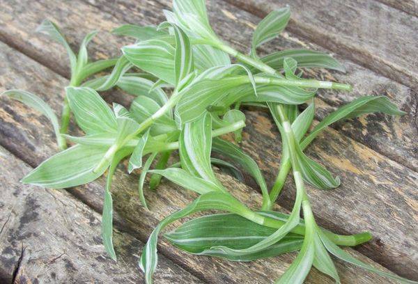 Tradescantia spraudeņi