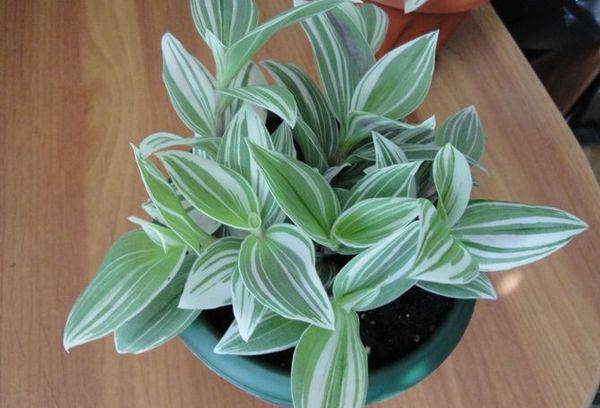 Tradescantia katlā
