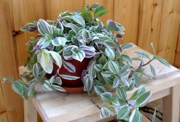 Tradescantia katlā