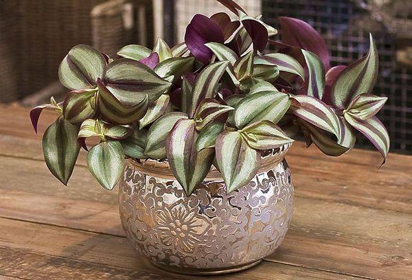 Indoor plant zebrin