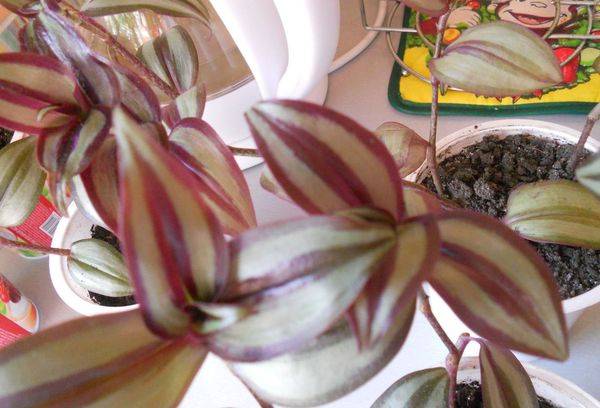 Zebrin transplanted into pots