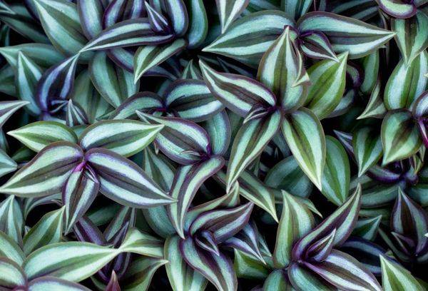 Petals of a Zebrin Plant