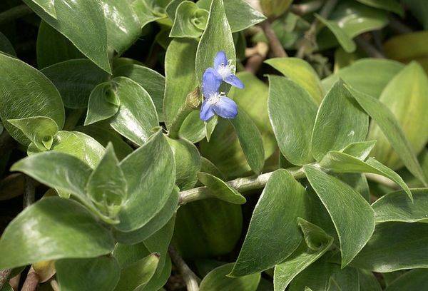 Zebrina flocculosis