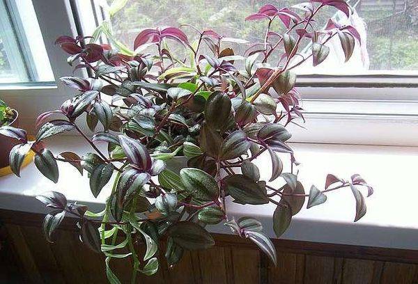 Zebrina on the windowsill