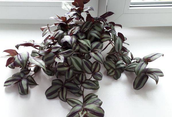 Tradescantia on the windowsill