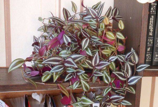 Zebrina hanging