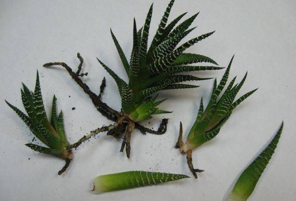 Havortia breeding