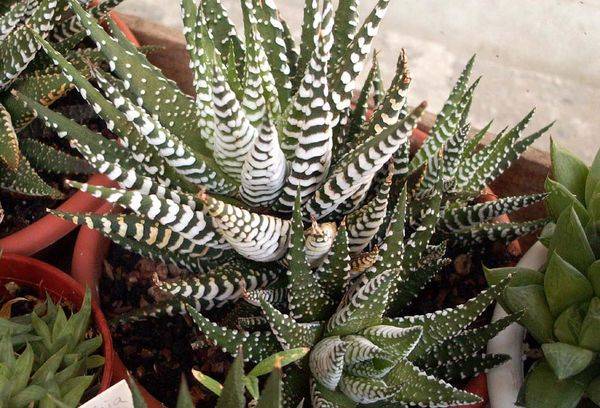Haworthia striped