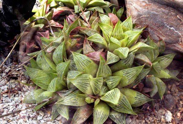 Haworthia flower