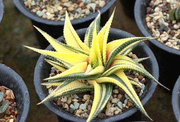 Hawoltia Lymphatic