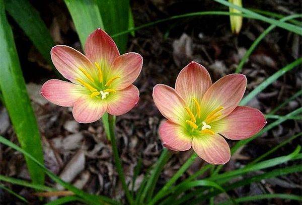 Zephyranthes Two-Tone