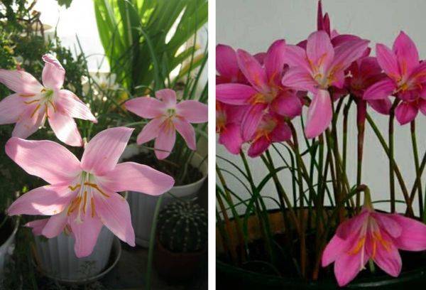 Wilted flowers
