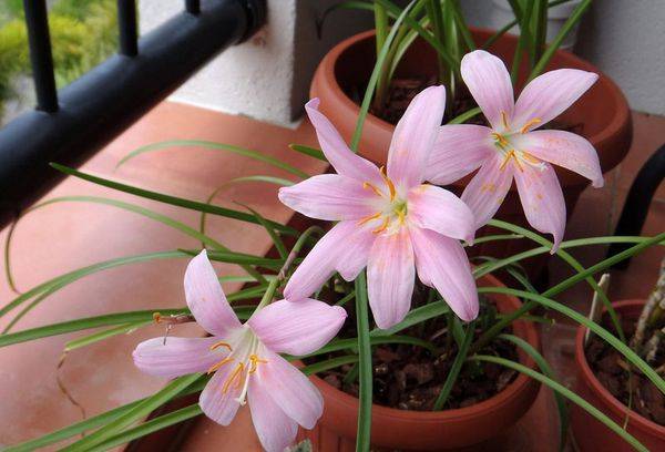 Homemade Zephyranthes Flower