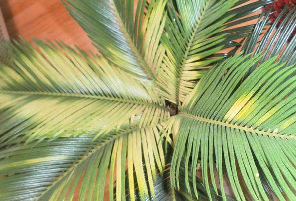 Yellowed Cicas Leaves