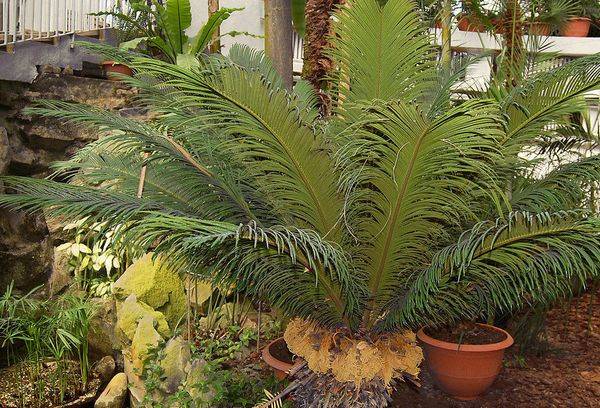 Cycas breeding
