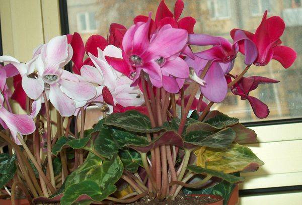 Cyclamen is European, or purple.
