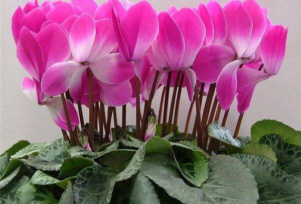 Persian cyclamen