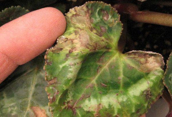 Diseases and pests cyclamen