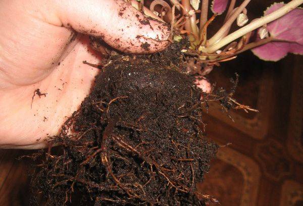 Cyclamen transplant
