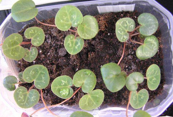 Seed propagation