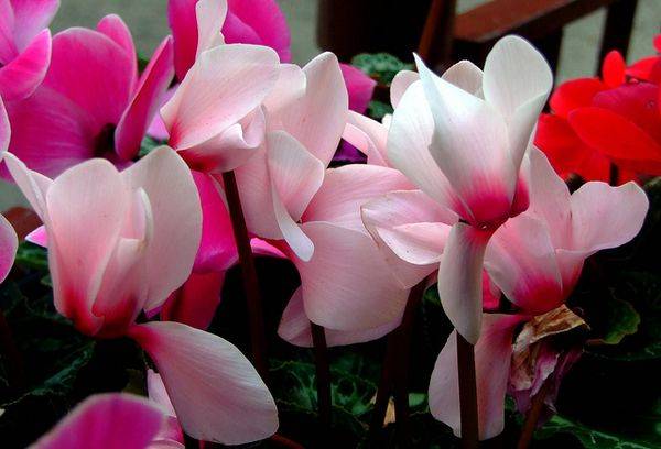 Cyclamen buds