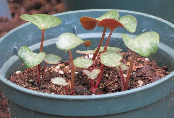 Growing cyclamen from seeds