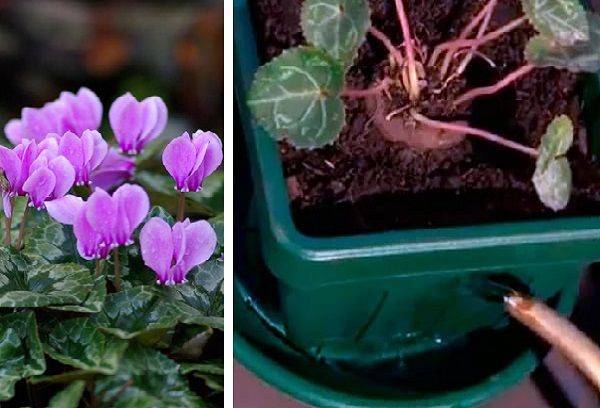 Watering a flower through a pallet