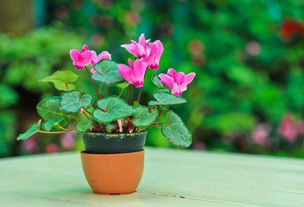 Alpine violet