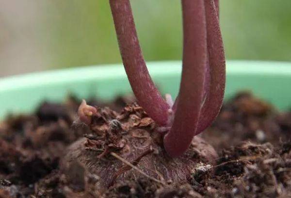 Bulb when replacing cyclamen
