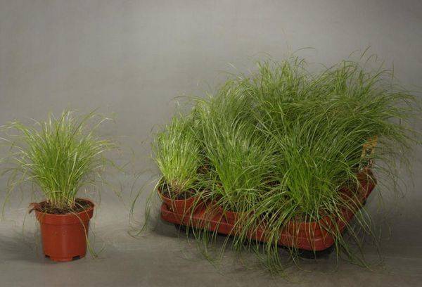 Growing Cyperus from Seeds