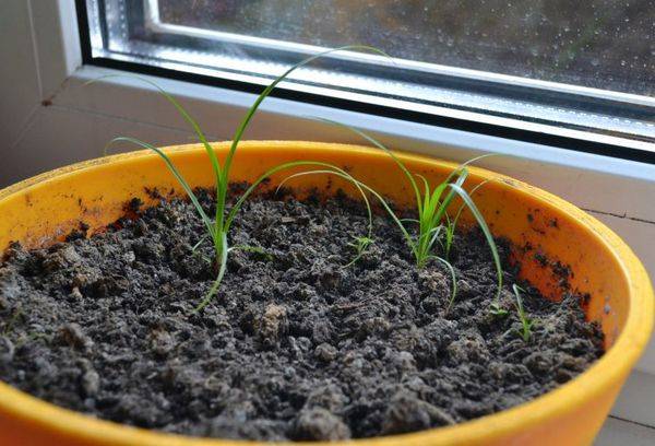 Growing Cyperus