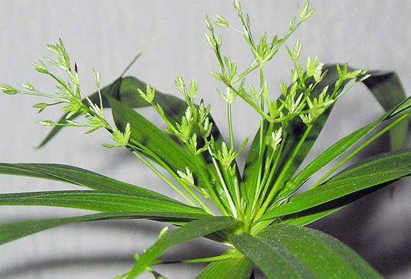 Cyperus sprawling