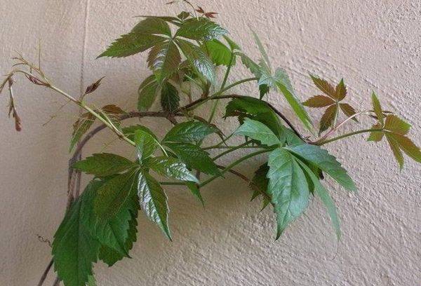 Indoor grape