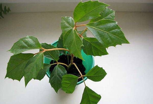 Cissus rhomboid
