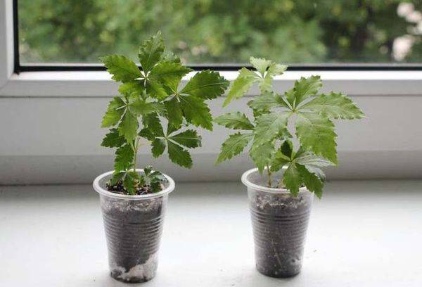Cissus breeding