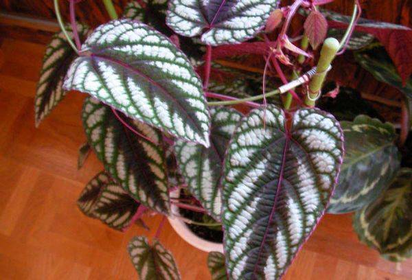 Cissus multicolored (discolore)