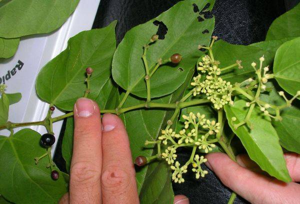 Cissus fruits