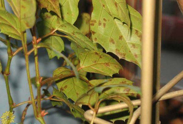 Yellowed cissus leaves