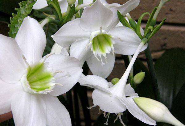 Bulb plant