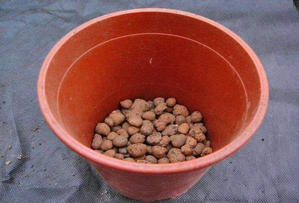Plant drainage