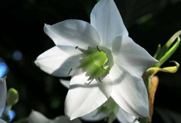 Eucharis is large-flowered