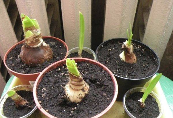 Amazonian Lily breeding